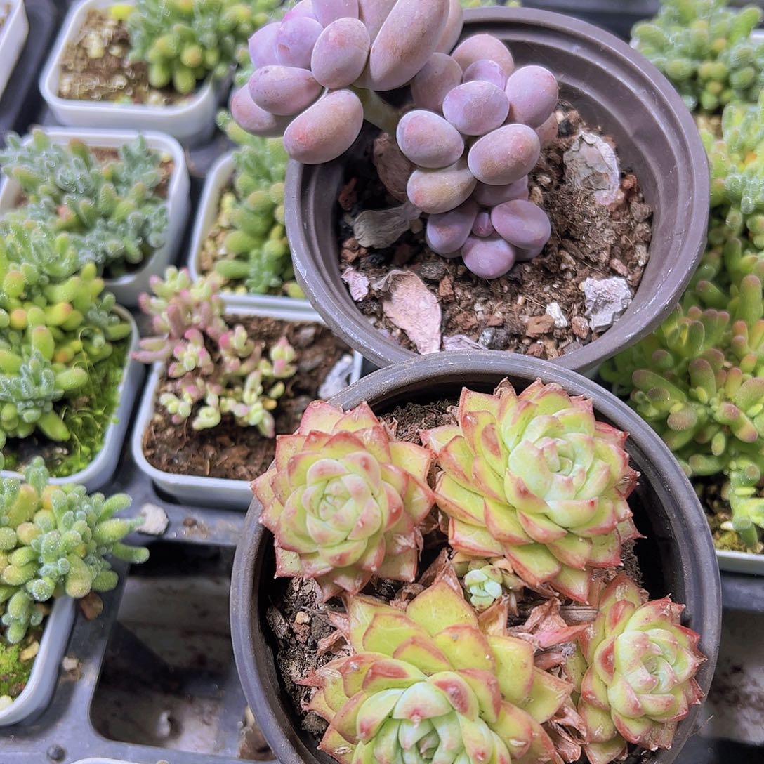 一盆大群玫瑰仙子一盆大奶酪3盆