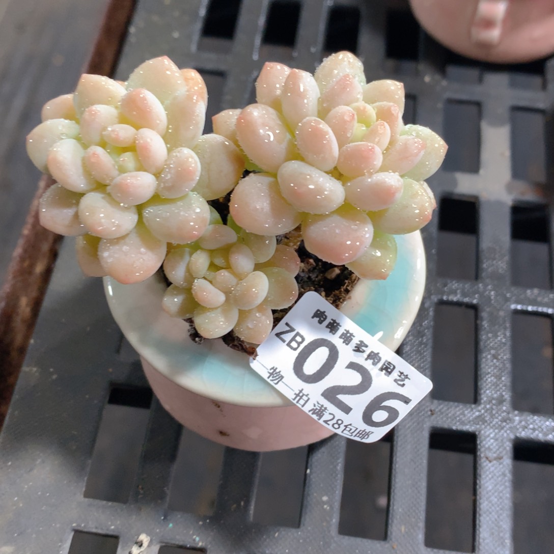 肉萌萌拇指盆精控多肉ZB026