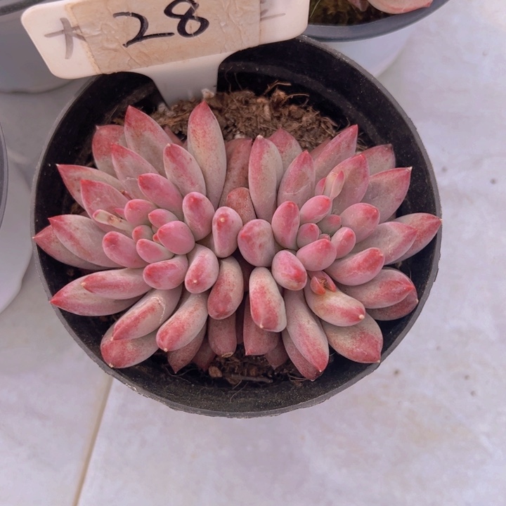 健健康康平平安安