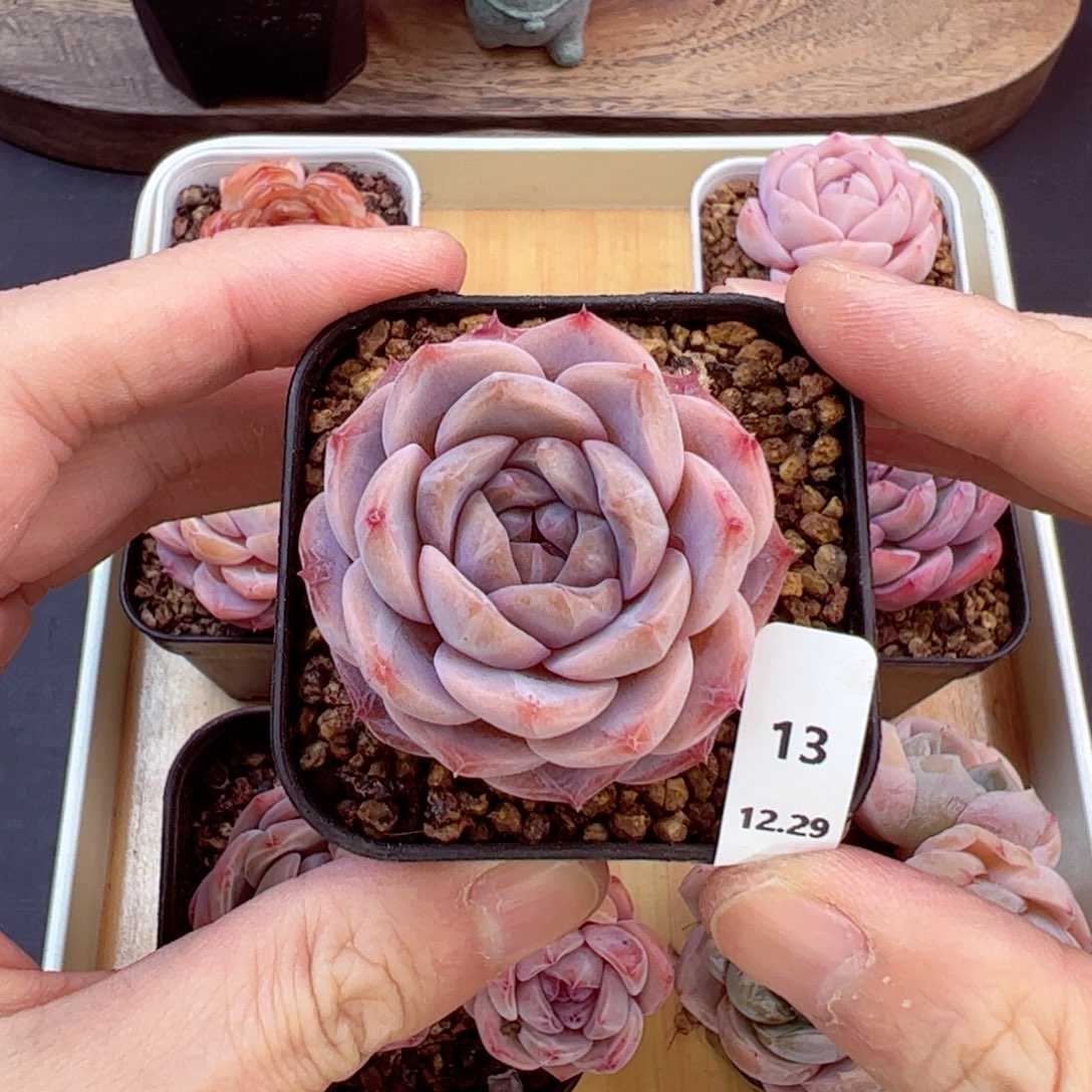 好好看13、哈哈哈哈