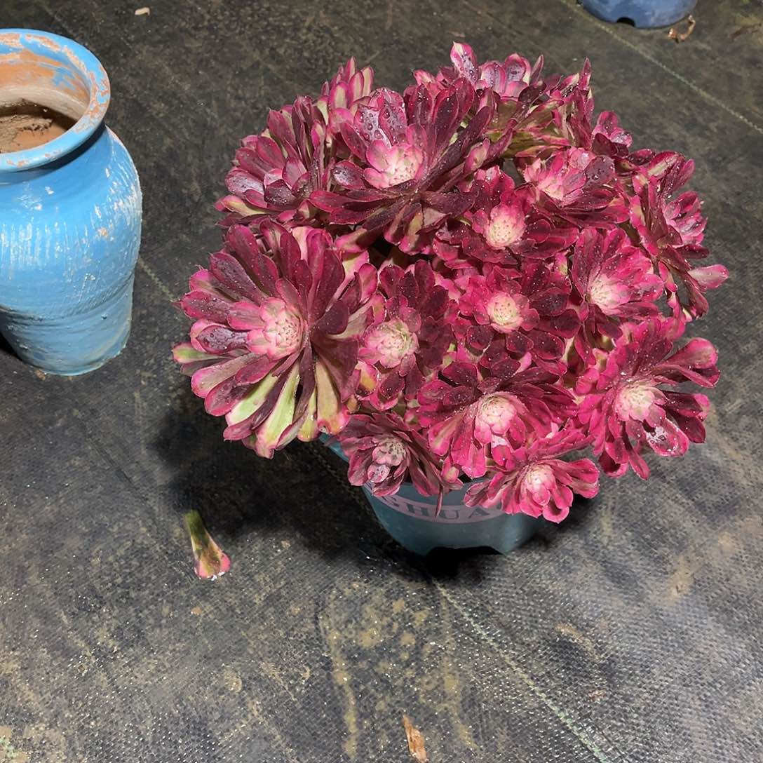 红铜壶白漂亮漂亮