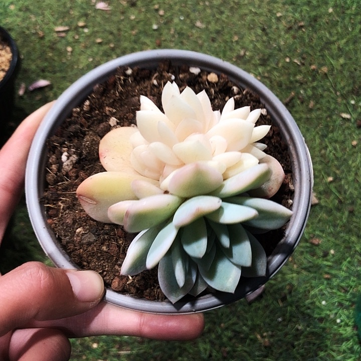 橙梦露朵缀锦多肉植物