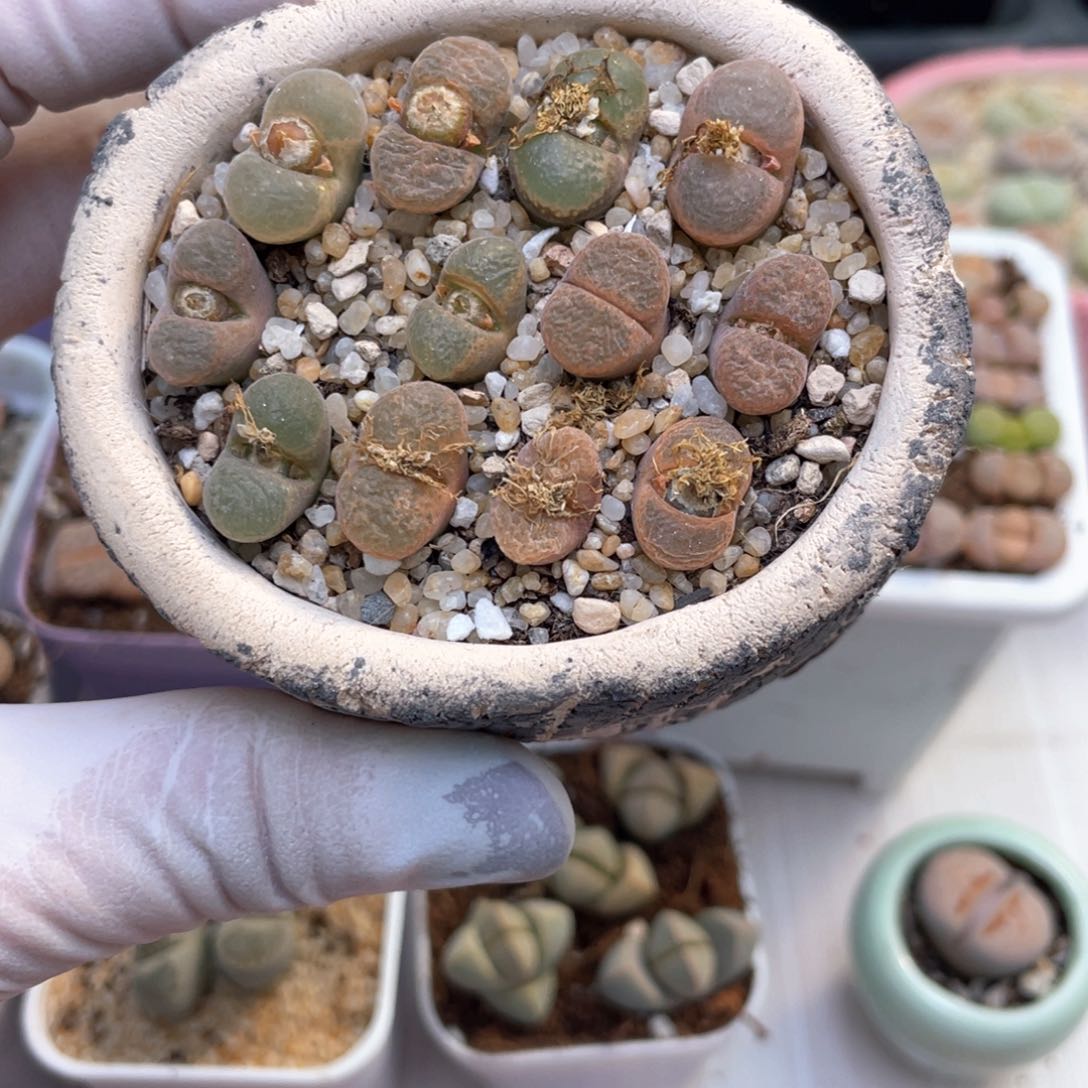 64号 带盆土发货