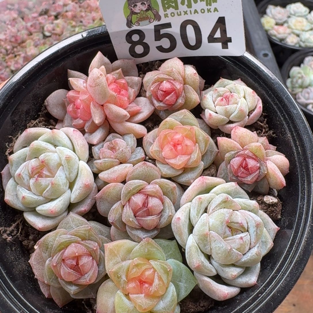 多肉植物多肉植物