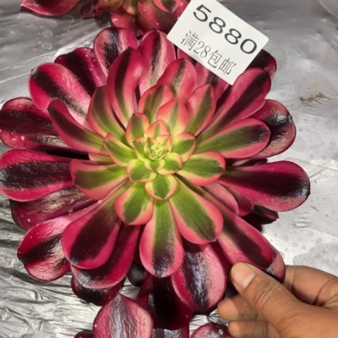 蛇毒多肉多肉5880