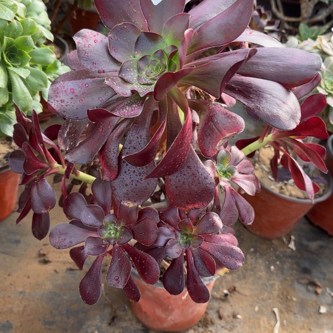 巫毒多肉139满28包邮断枝不包