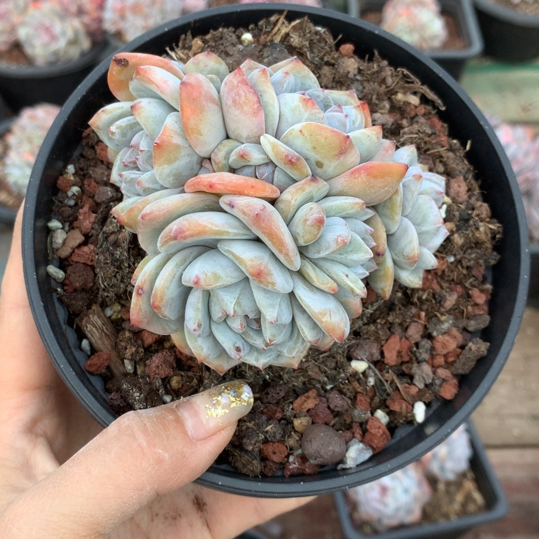 8头自然群石榴籽哈哈哈哈哈哈哈哈哈哈