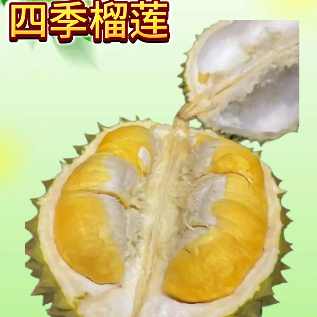 果切现剥AA级金腰榴莲纯肉1份（按直播称重计算）1斤起新鲜随机核大小干尧