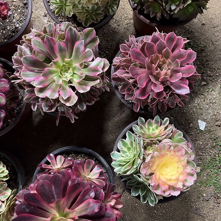 多肉植物组合锦…………