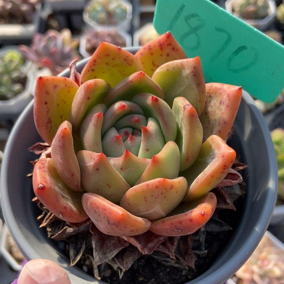 1870香槟多肉植物