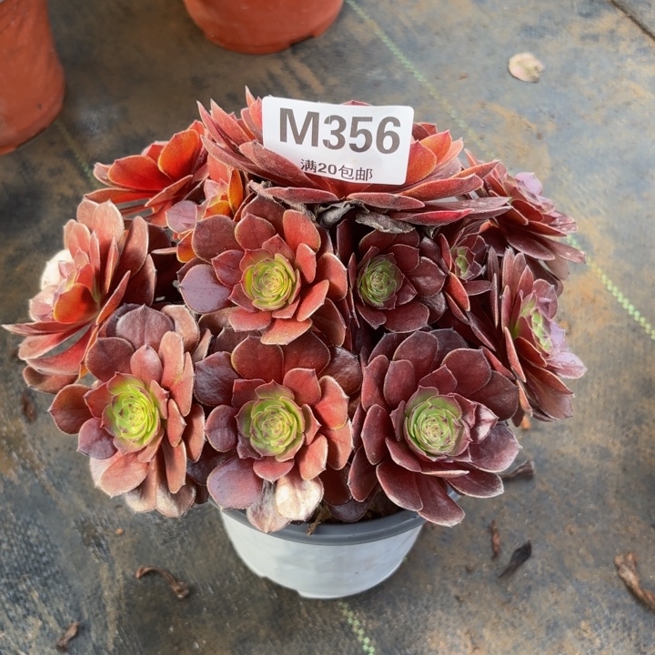 瑞妈，，。。。。。356黑巴克