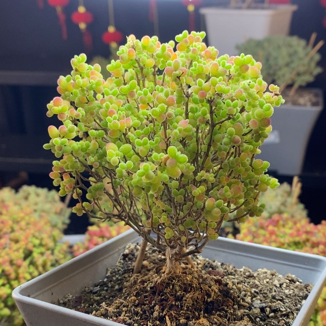 48号蜜橘糖球枝干多肉