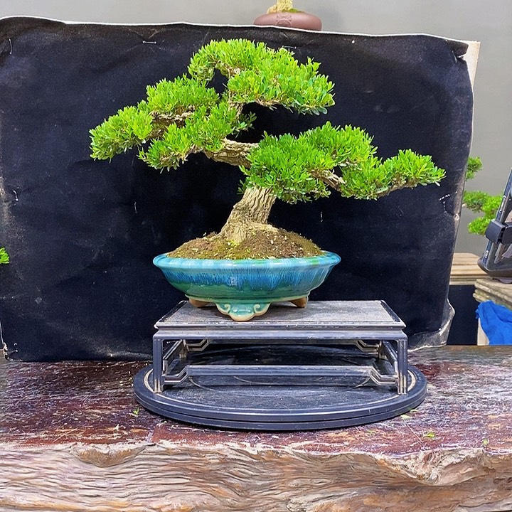 无花朵黄杨盆景四季常青