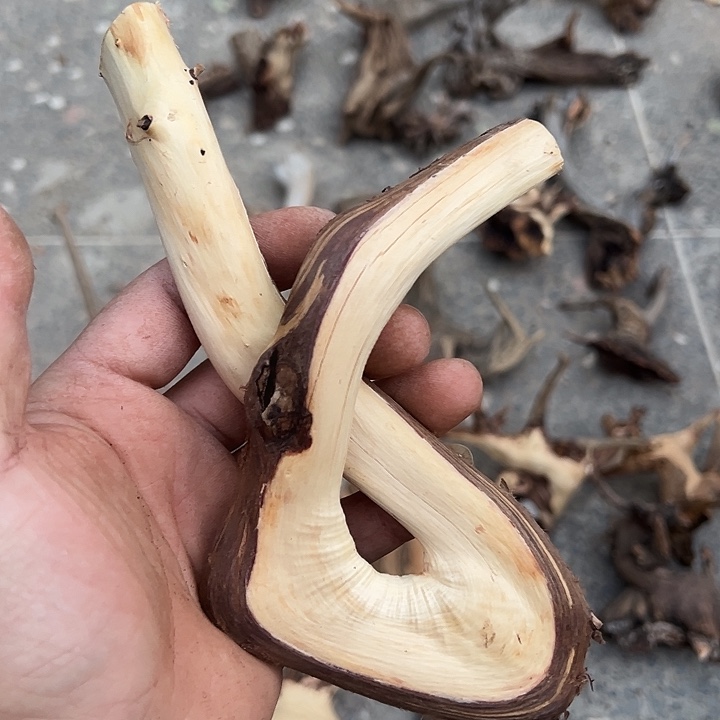 大叶紫檀（黑酸枝木类）乡**仔