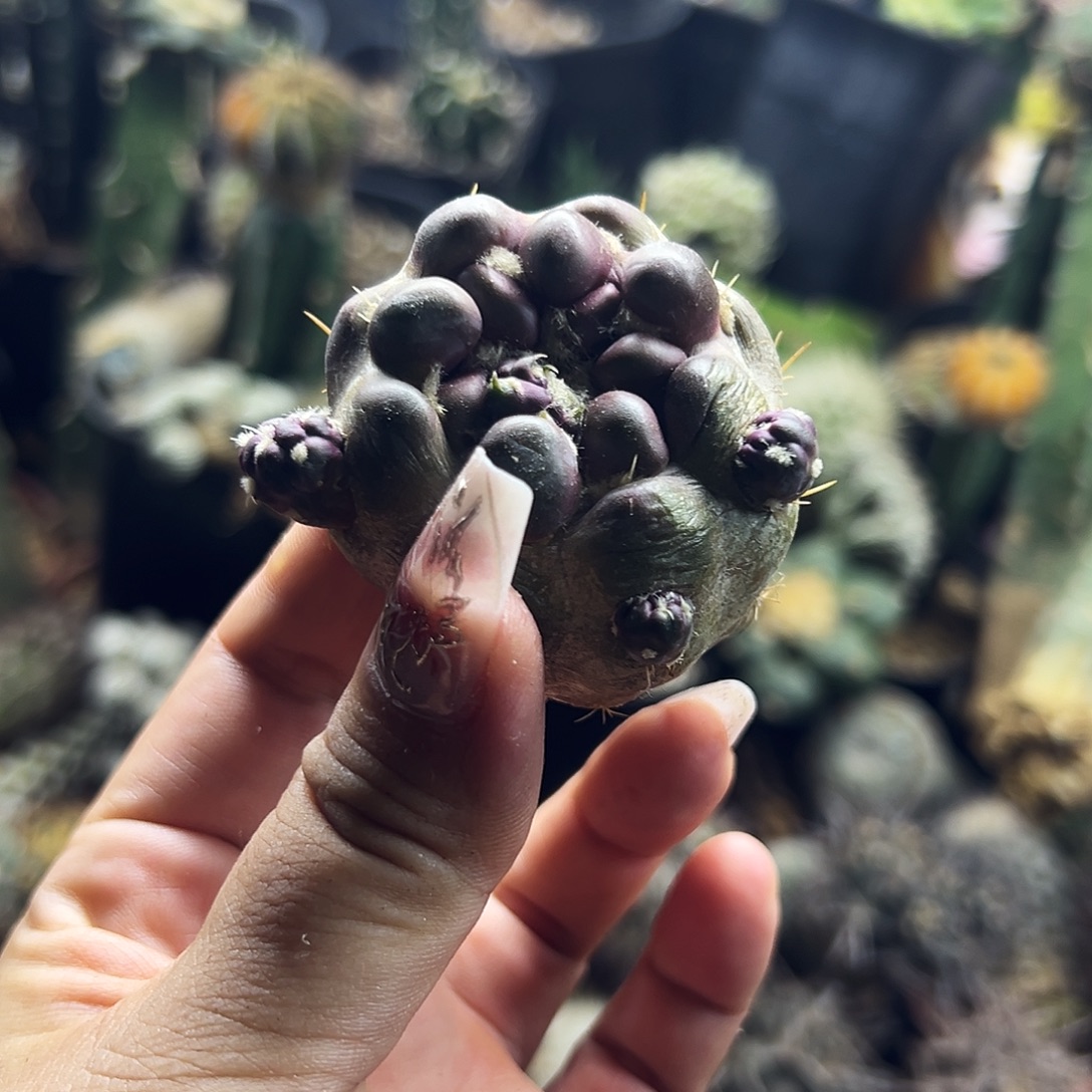 惠毛丸仙人球11111111