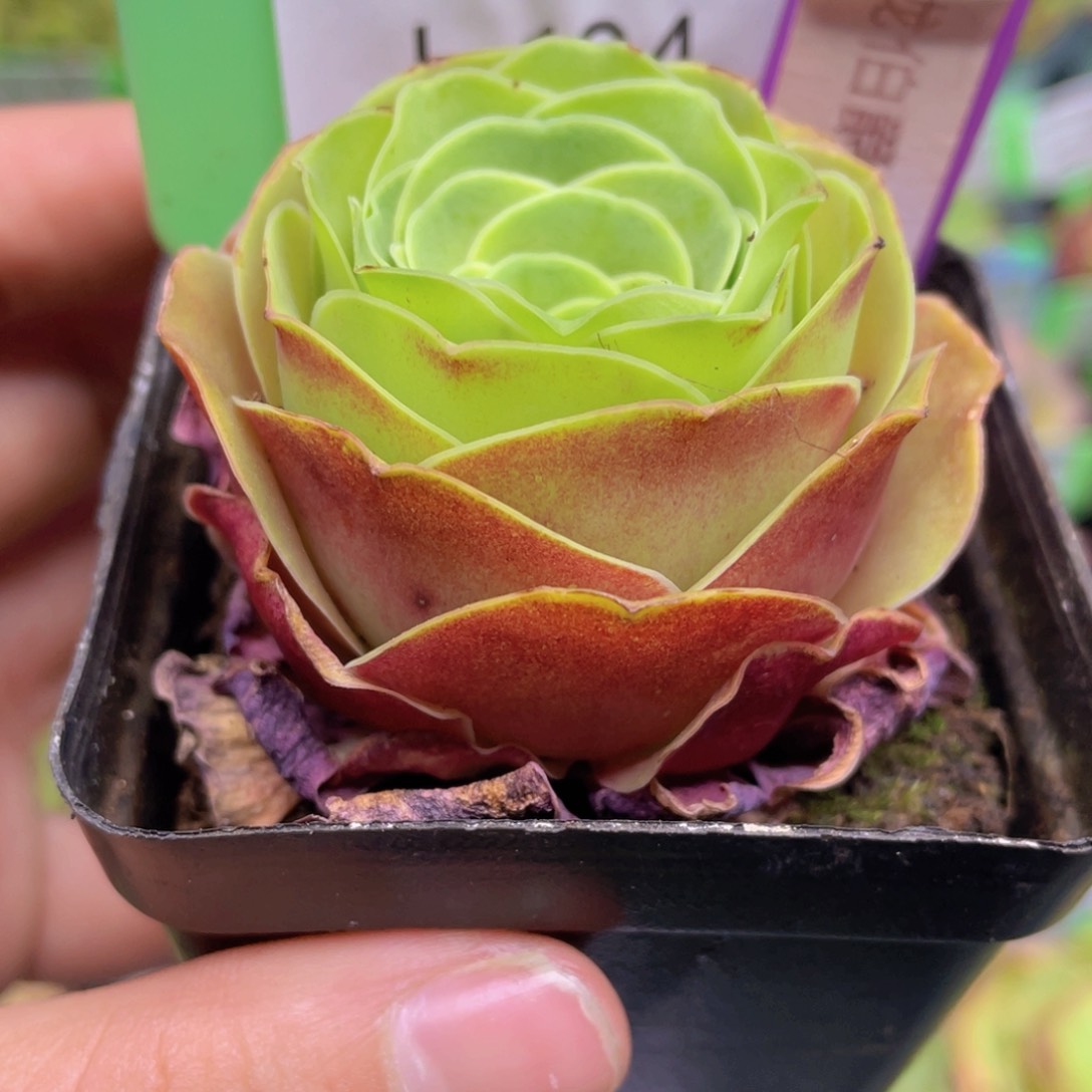 乌龙伯爵J104一物一拍