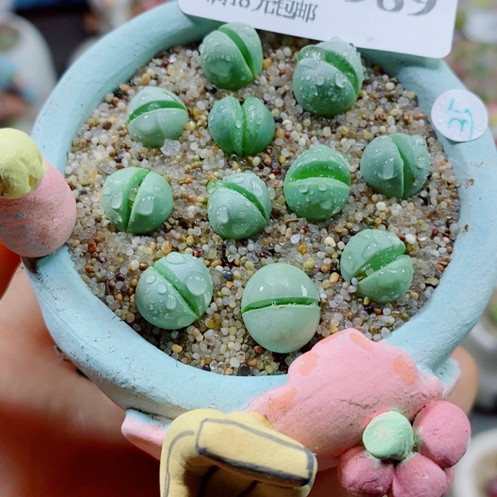 生石花花哈哈哈哈989