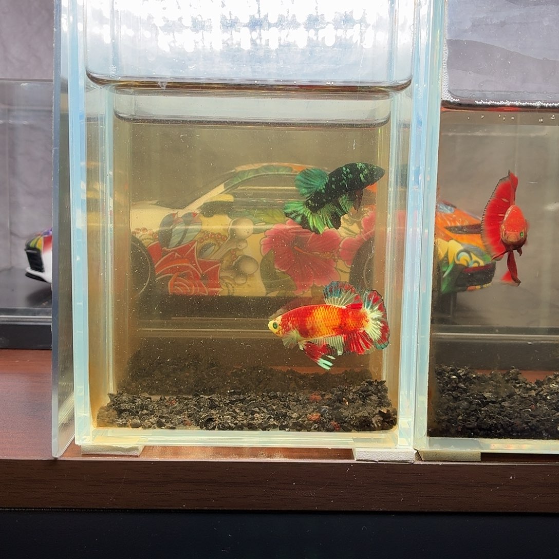 斗鱼红魔将军公鱼