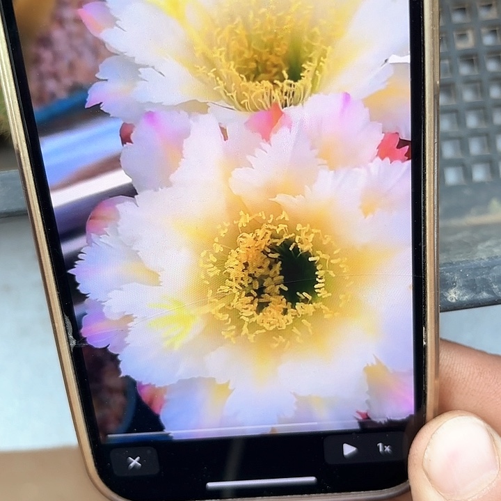 126毛侧牙20包邮仙人球32