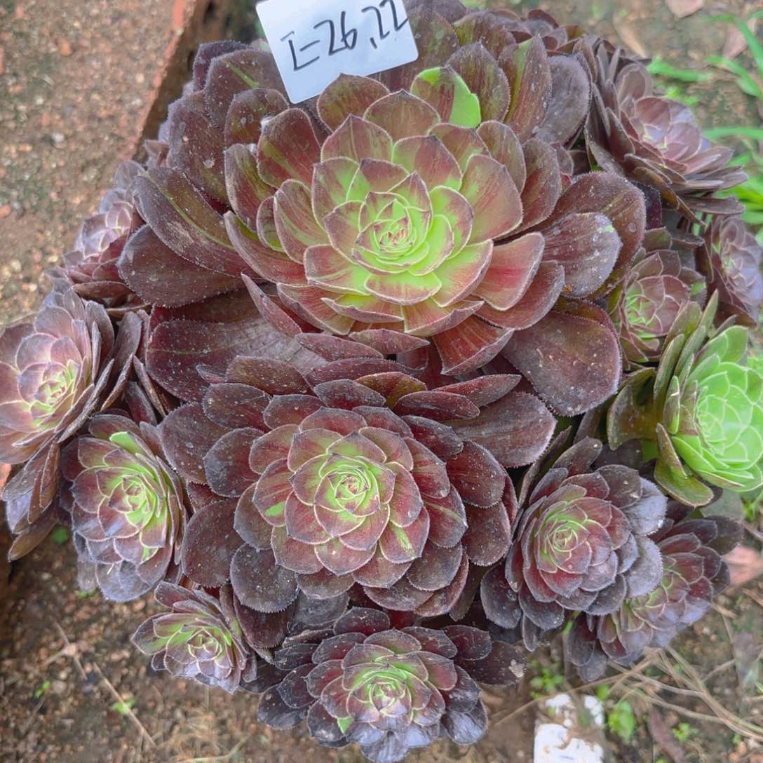 花月夜多肉多肉植物26.22号