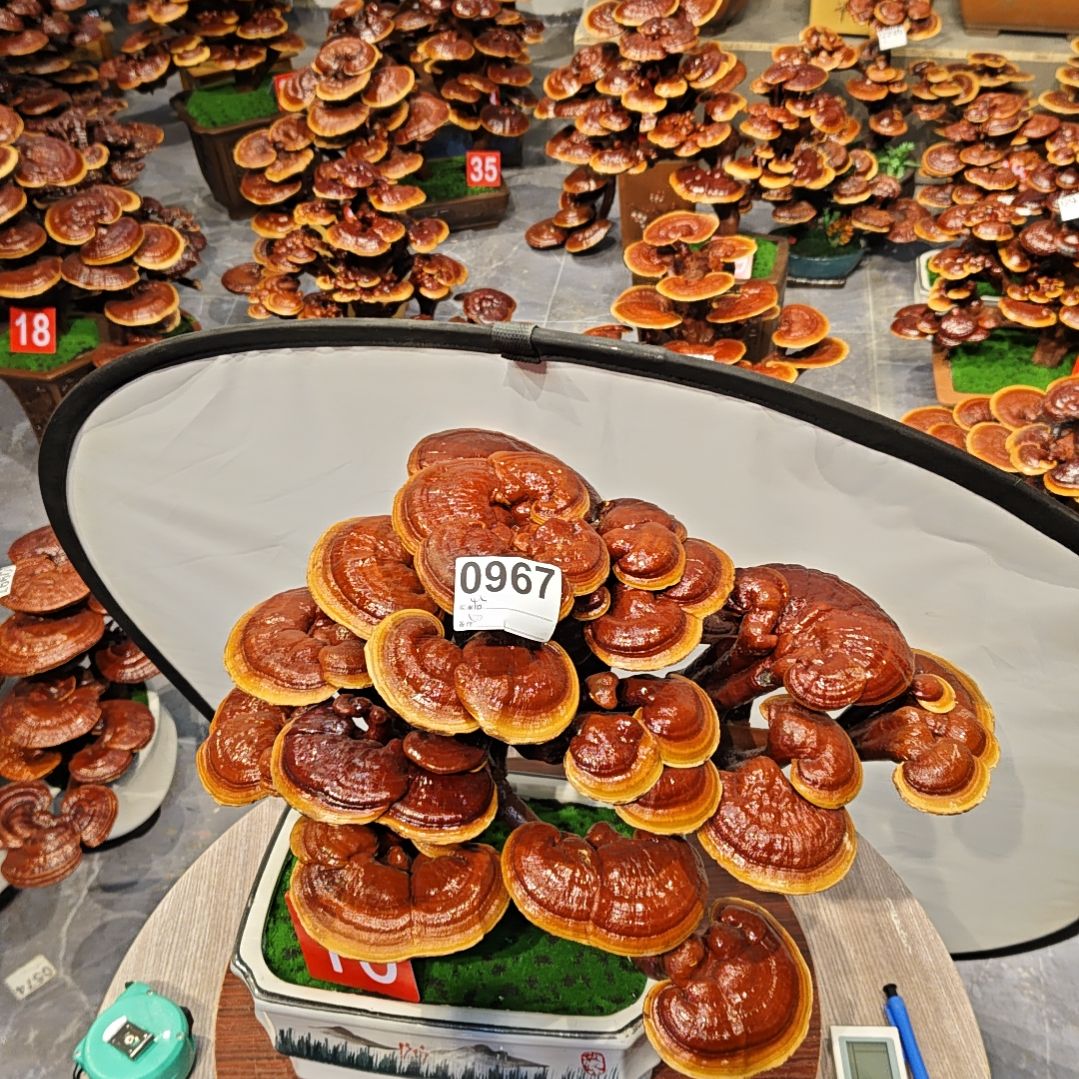 赤灵芝灵芝盆景灵芝花