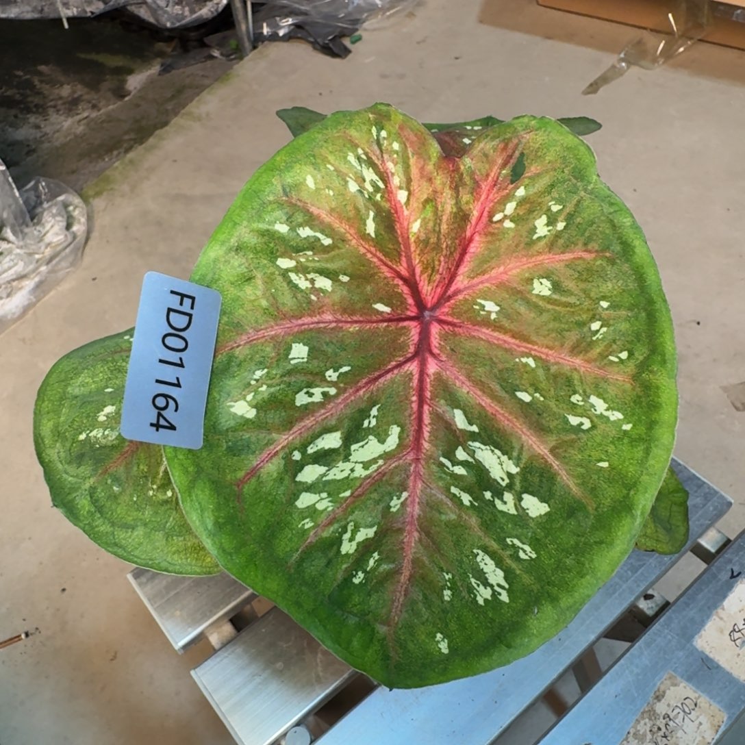 无花朵海王寄养01164