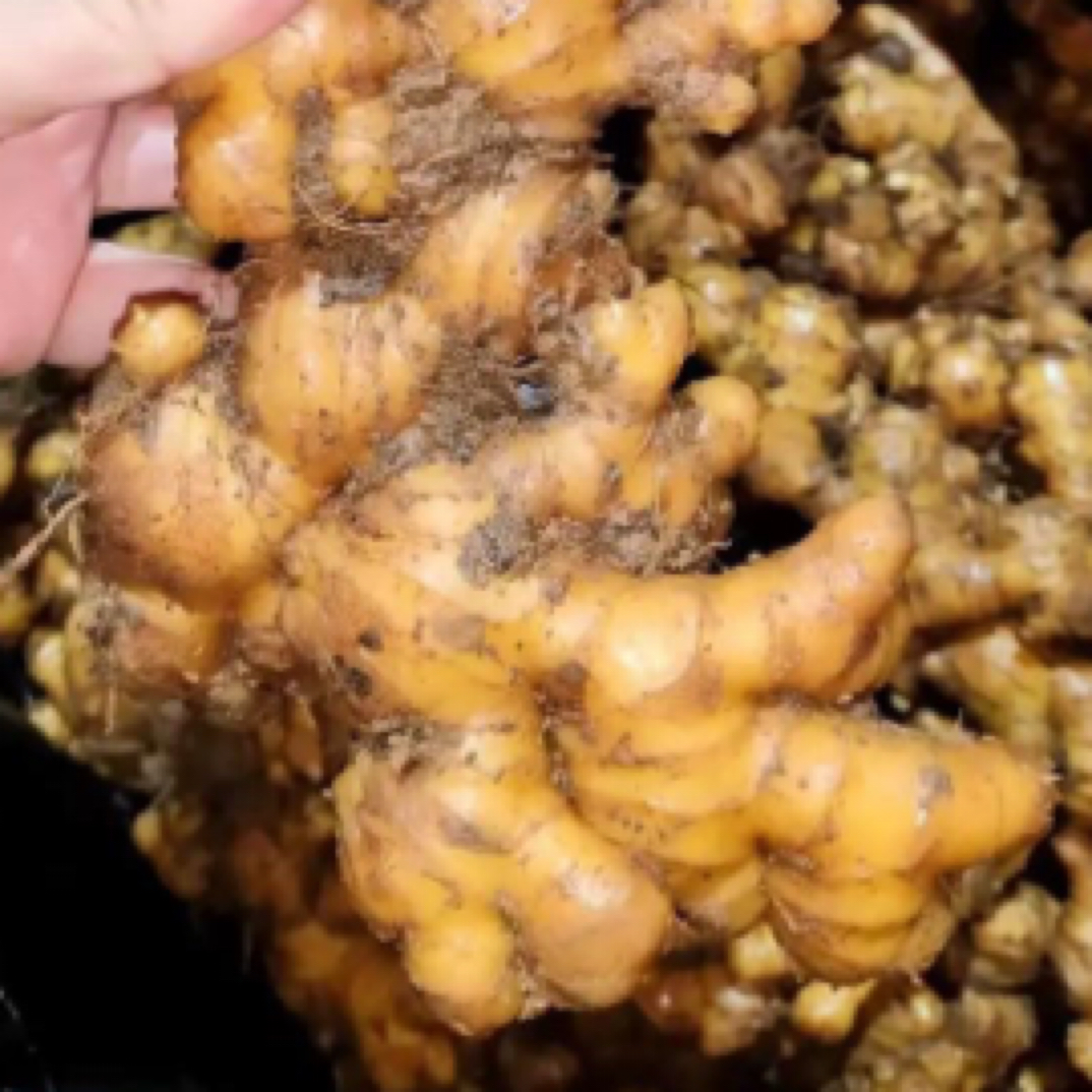 【姜】农家高山种植黄姜