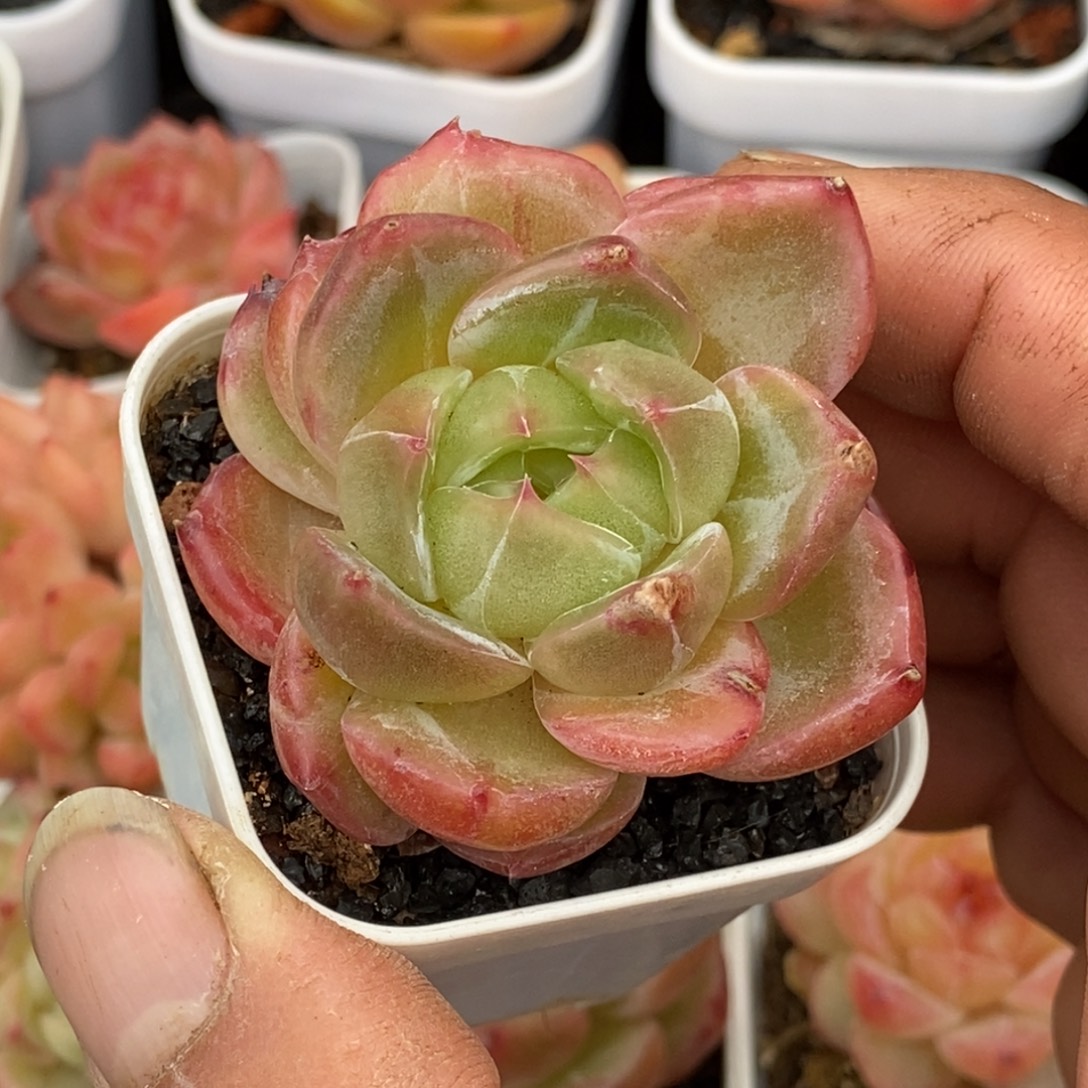 天官赐福百无禁忌