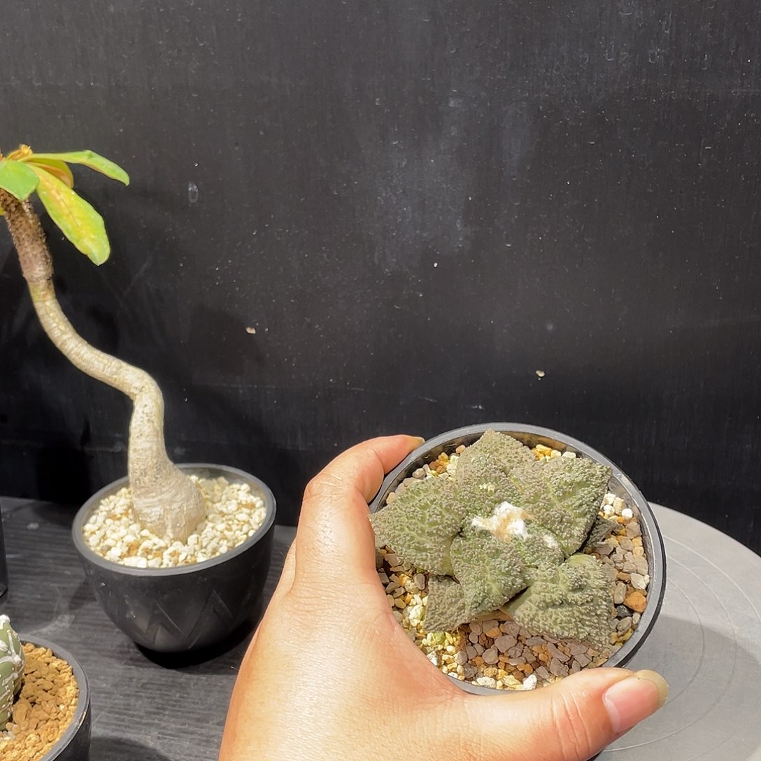 哥斯拉牡丹带盆包邮