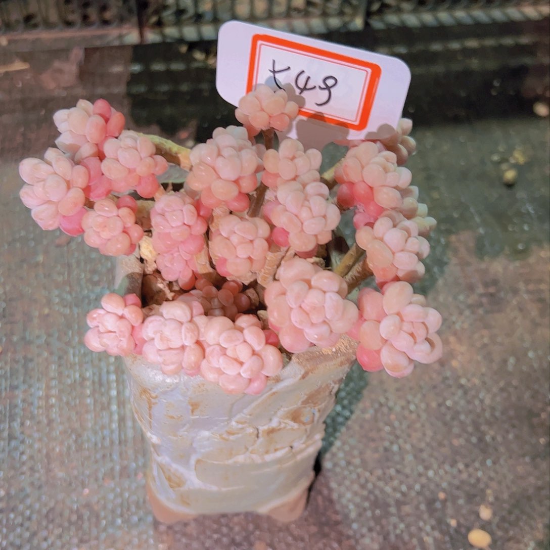 濮**通549鱼子酱38元元元元