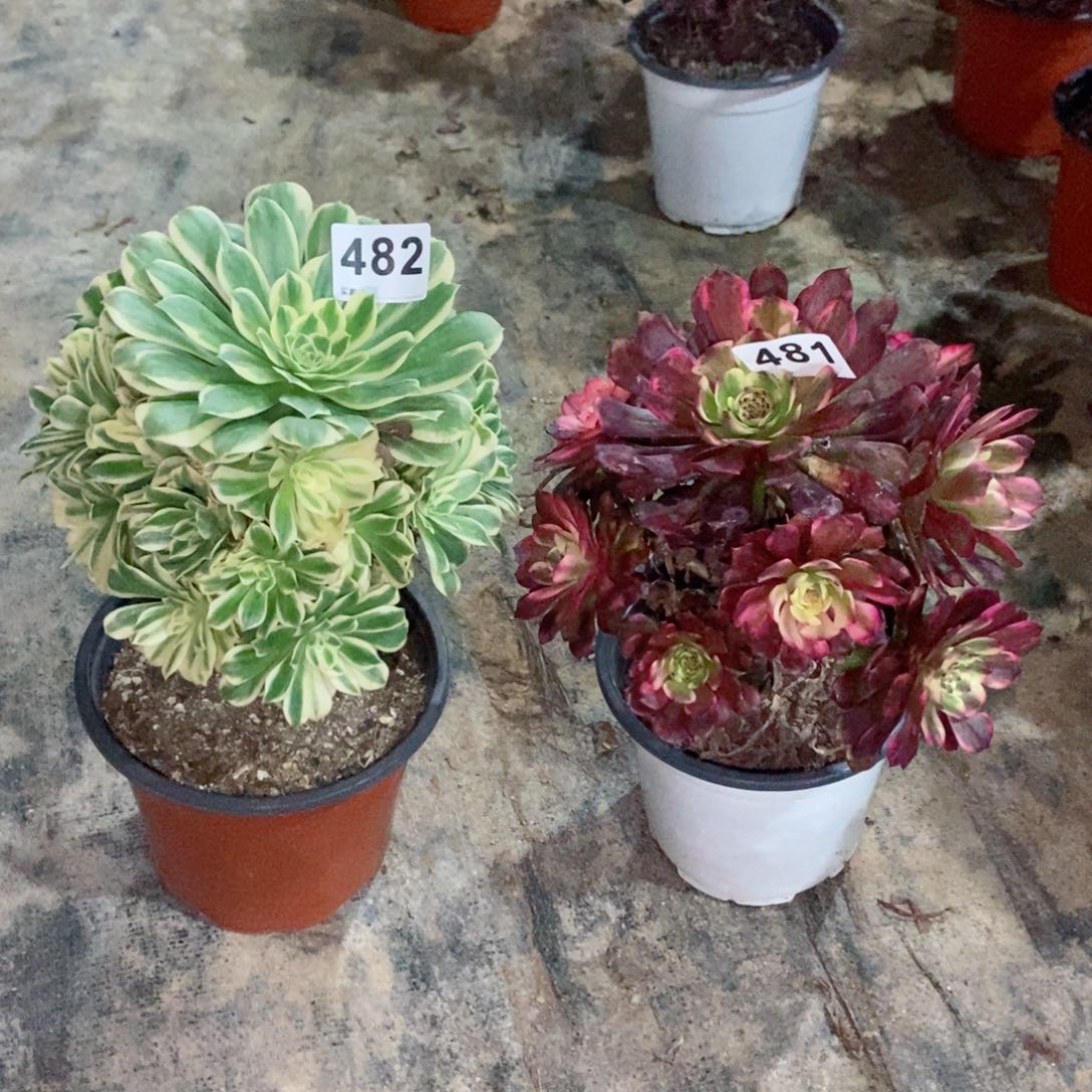 樱***果组合481482多肉1111