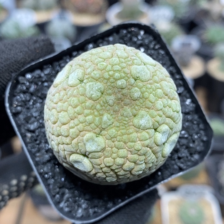 实生凝蹄玉158号4cm