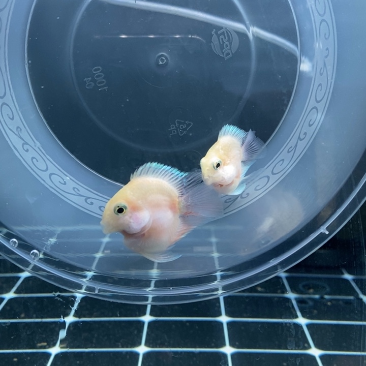 鹦鹉鱼胭脂粉一对