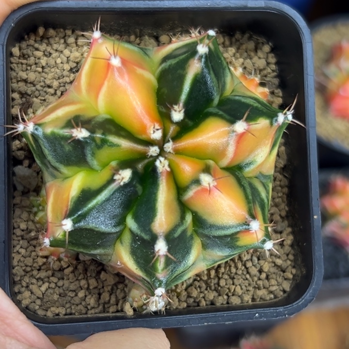 泰系米哈仙人球侧芽