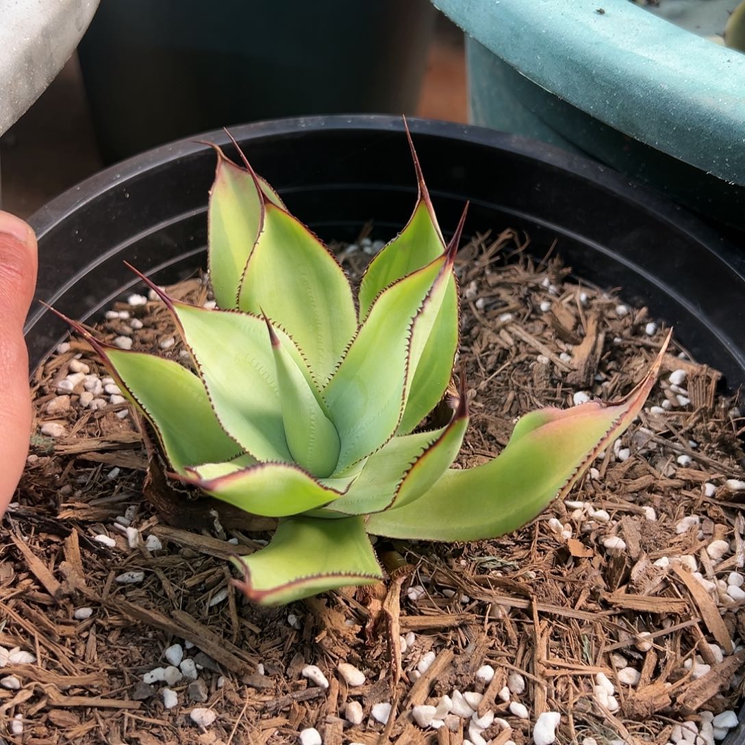 无花朵多肉植物白狐浅中