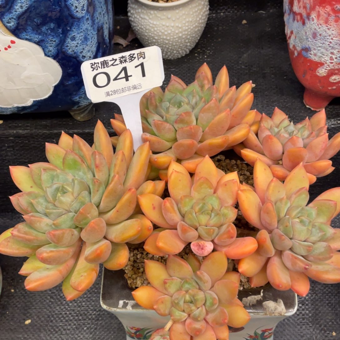 弥鹿之森一物一拍