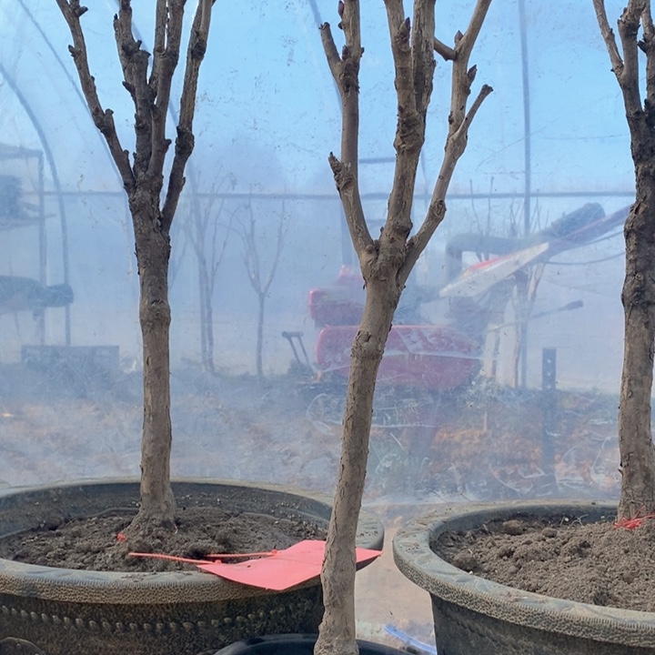 完全开放盆栽牡丹花王