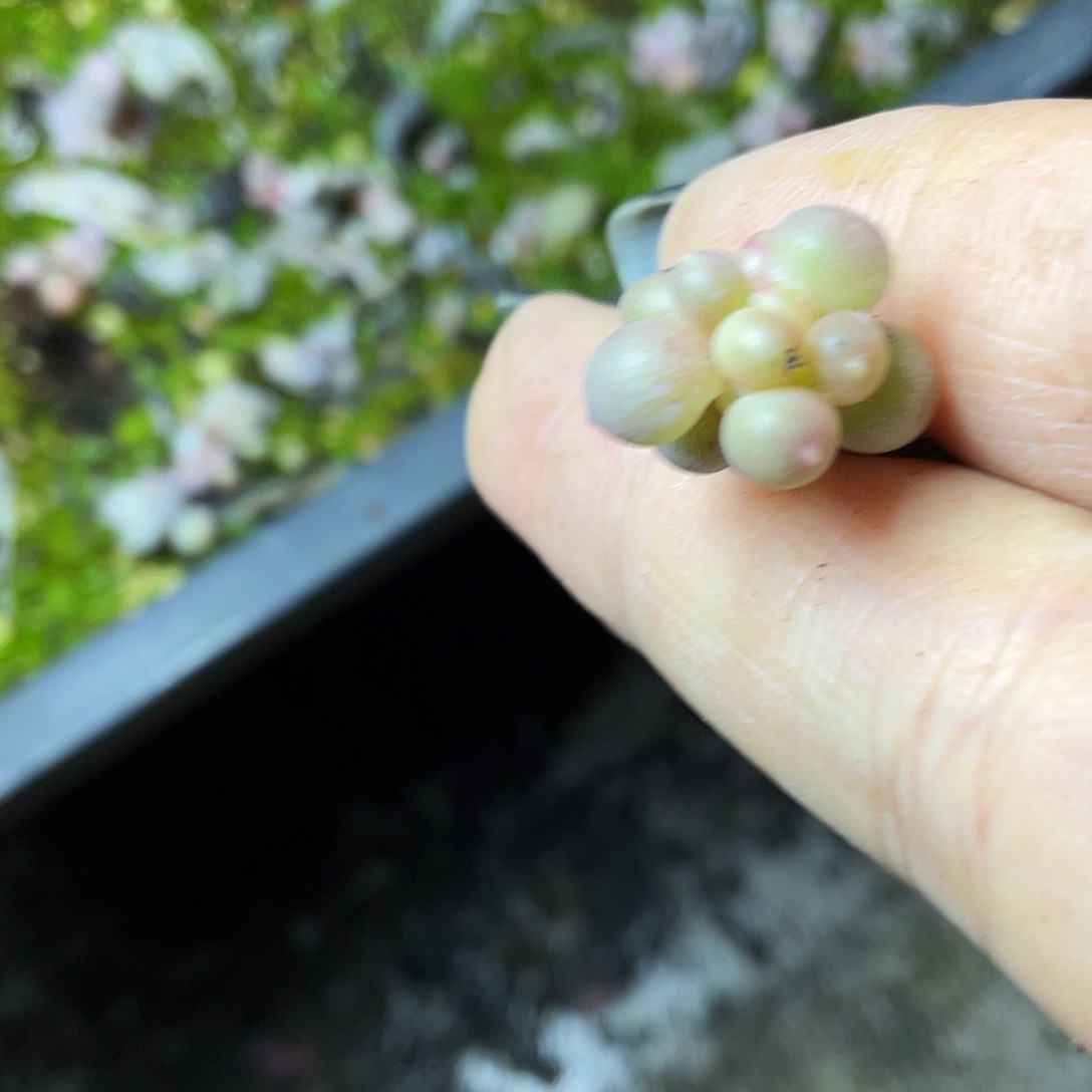 ****萌多肉植物的生长发育和生长