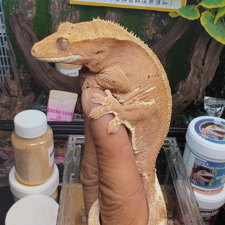 睫角守宫双红波点成体妹妹