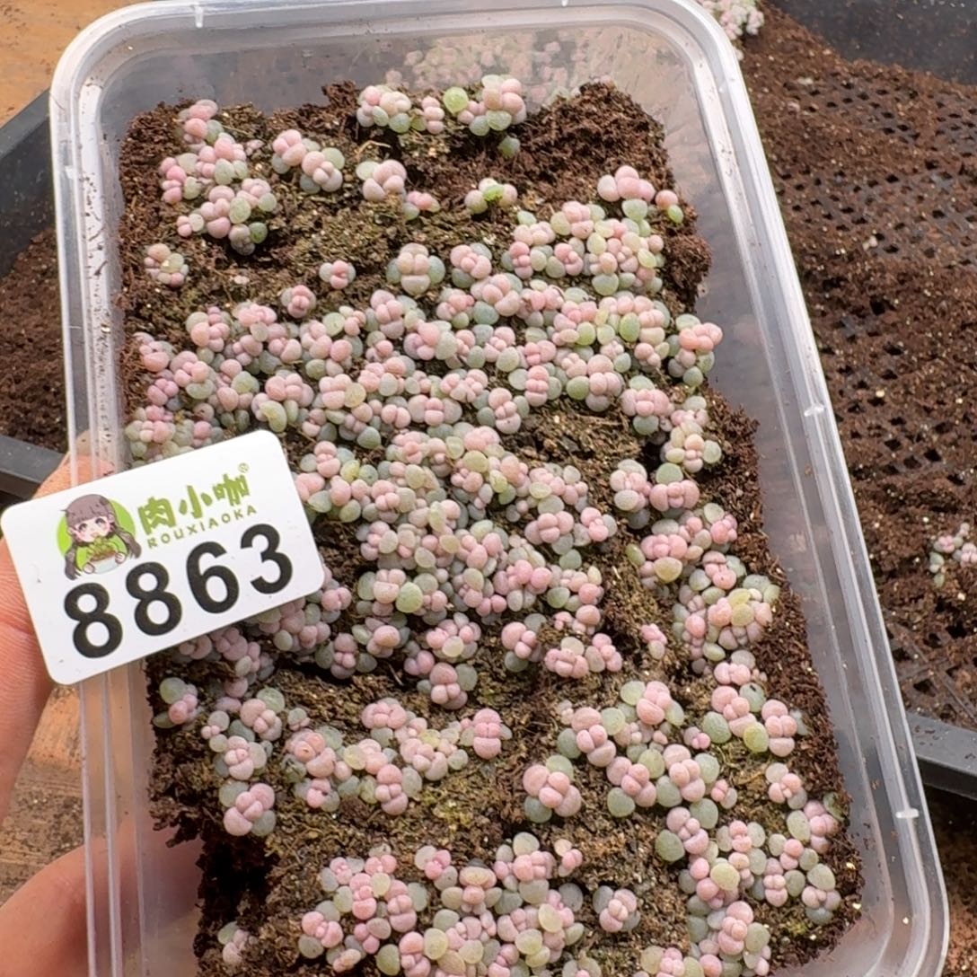 贪***玩多肉植物多肉植物