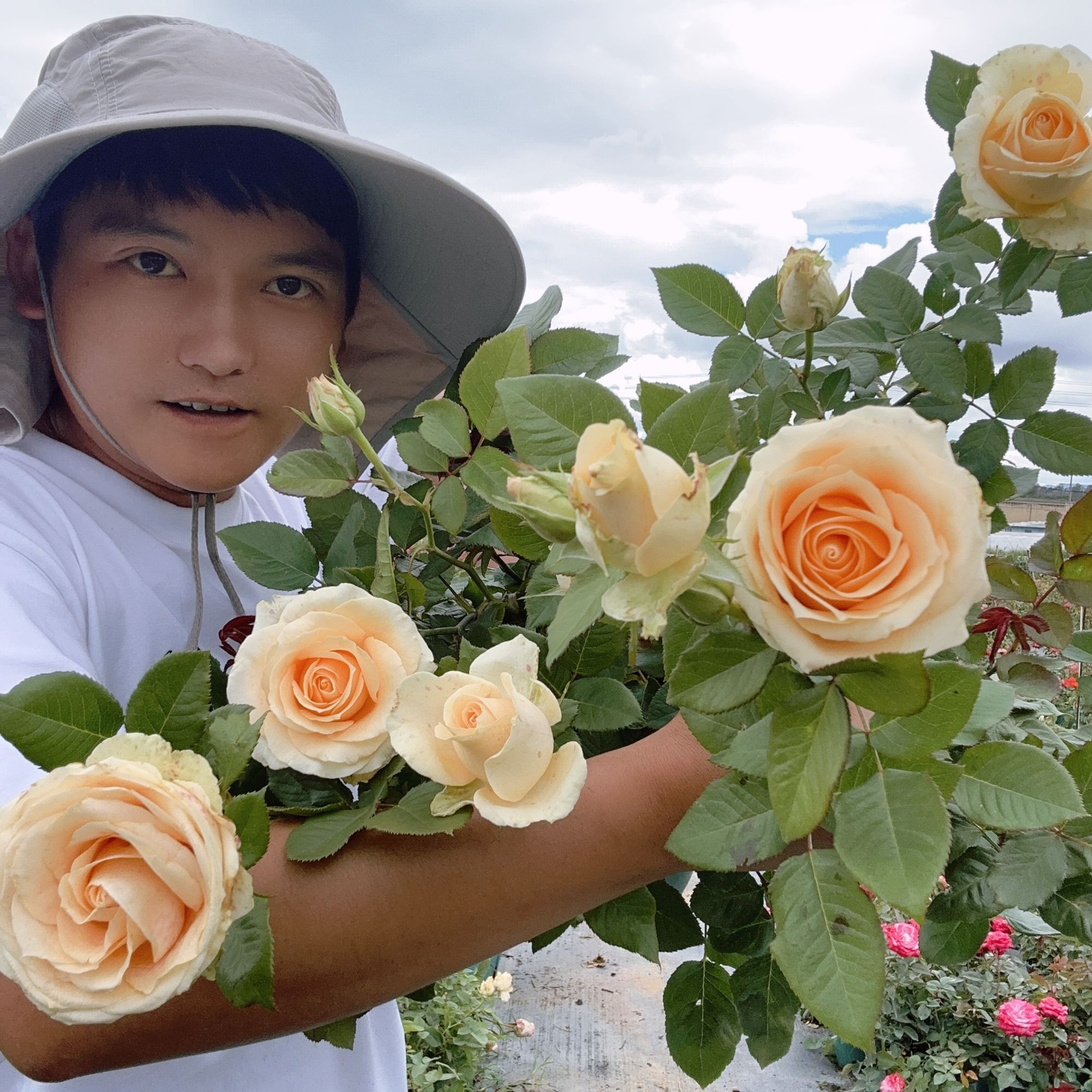 蜜桃雪山直立大花月季玫瑰花苗四季开花经典香槟色切花多季节开花