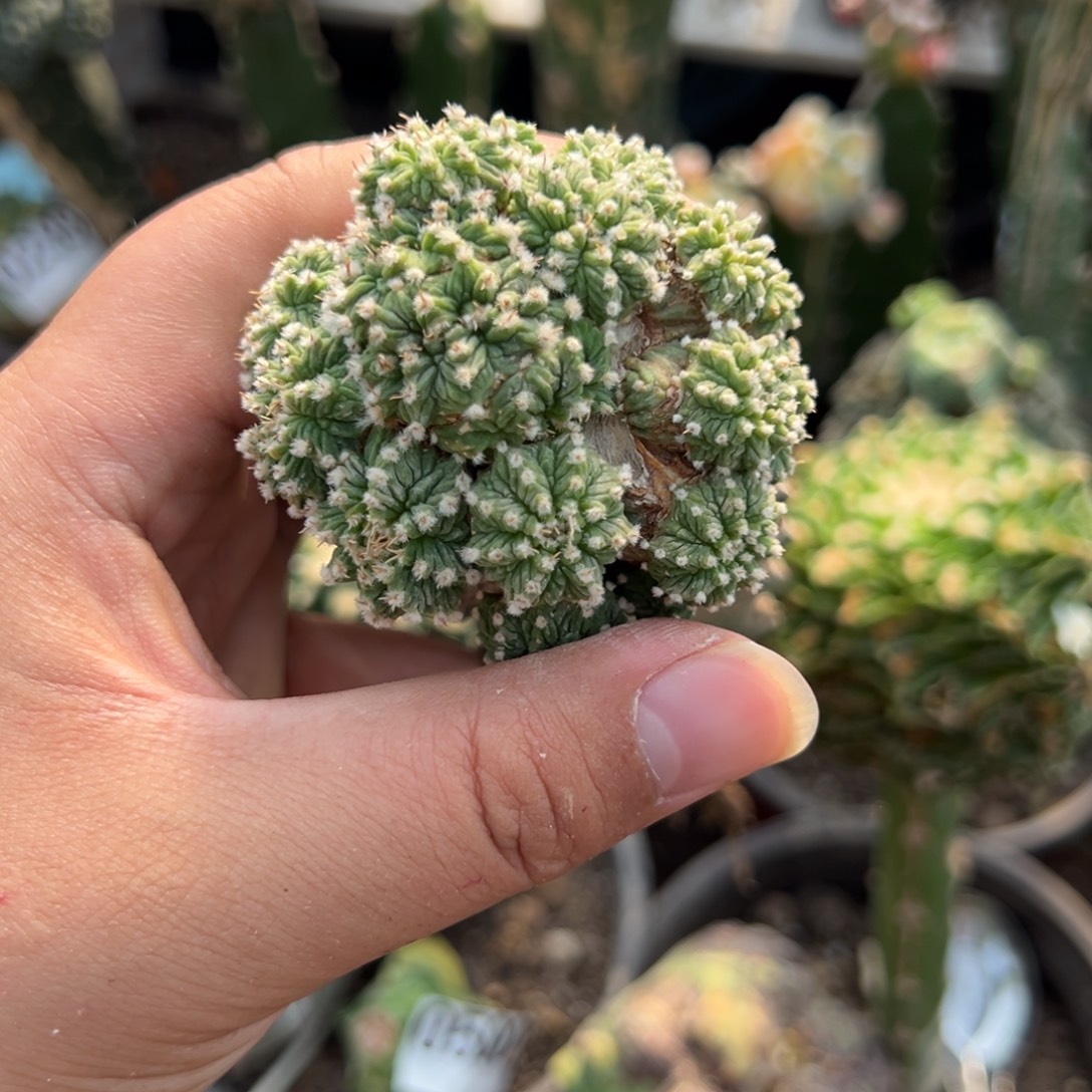 一代老花笼仙人球505