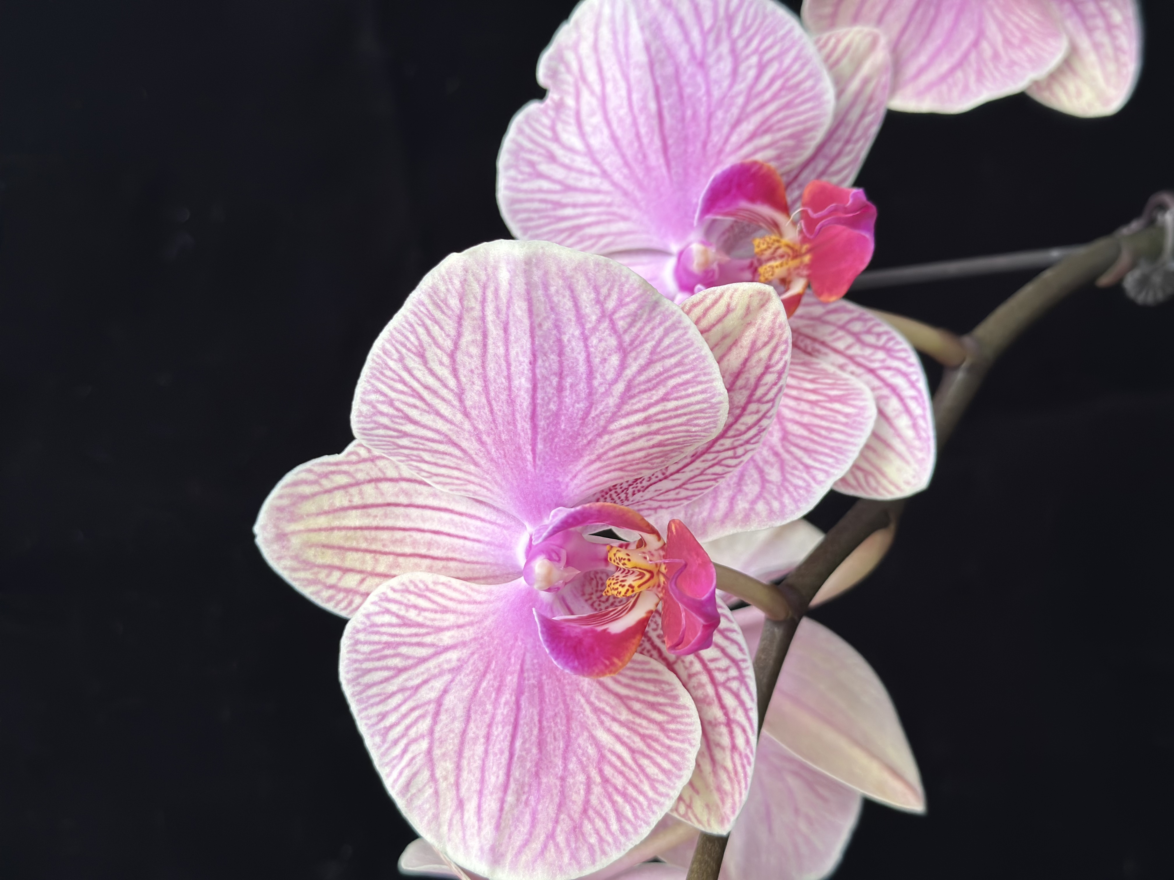 蝴蝶兰【探险岛】欧品脉络渐变色系 基地直发