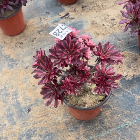 728香香不包断枝