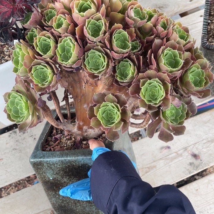 多肉多糖也太难抢到票喽