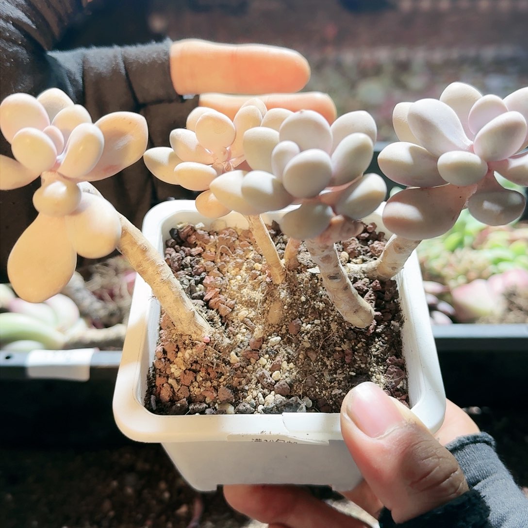 【满20包邮】零下拍保温箱