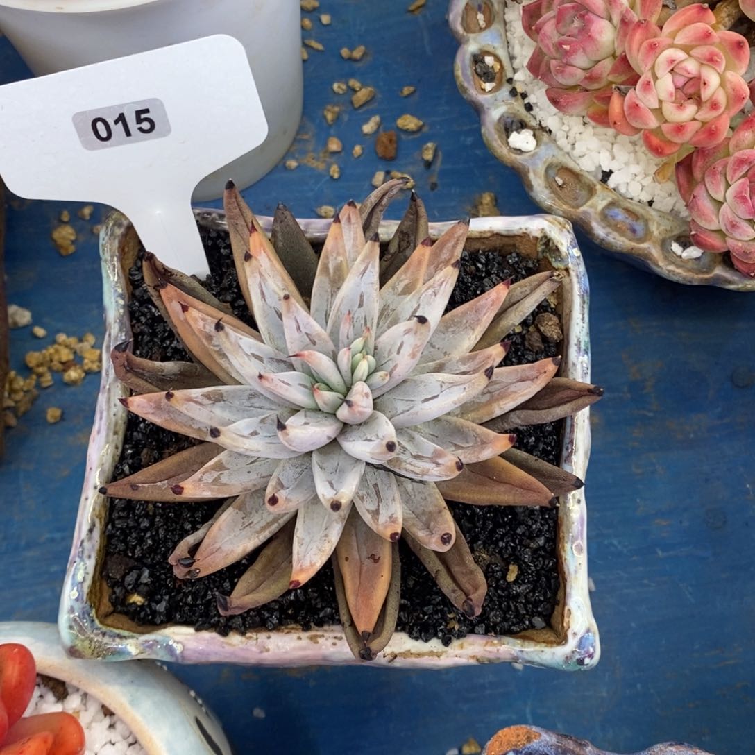 墨****生墨先生魔爪多肉植物