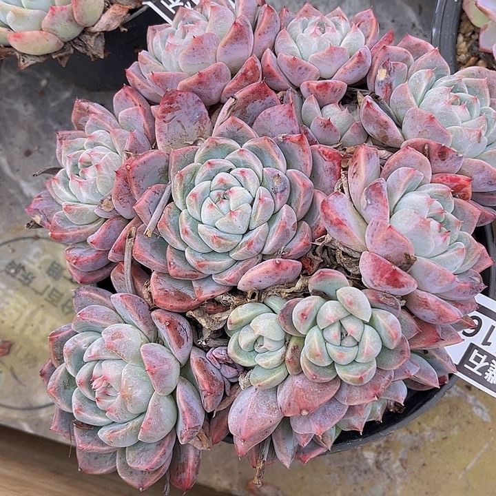 如梦令25116多肉植物