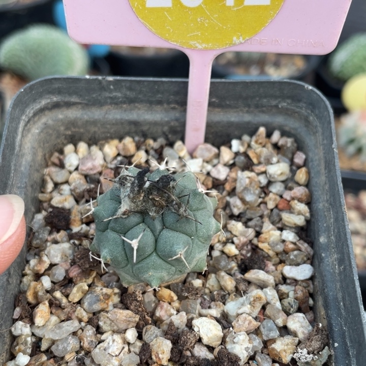 实生娇丽25420000000