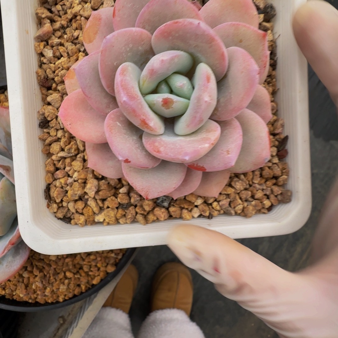 r r r r r r r r r 62